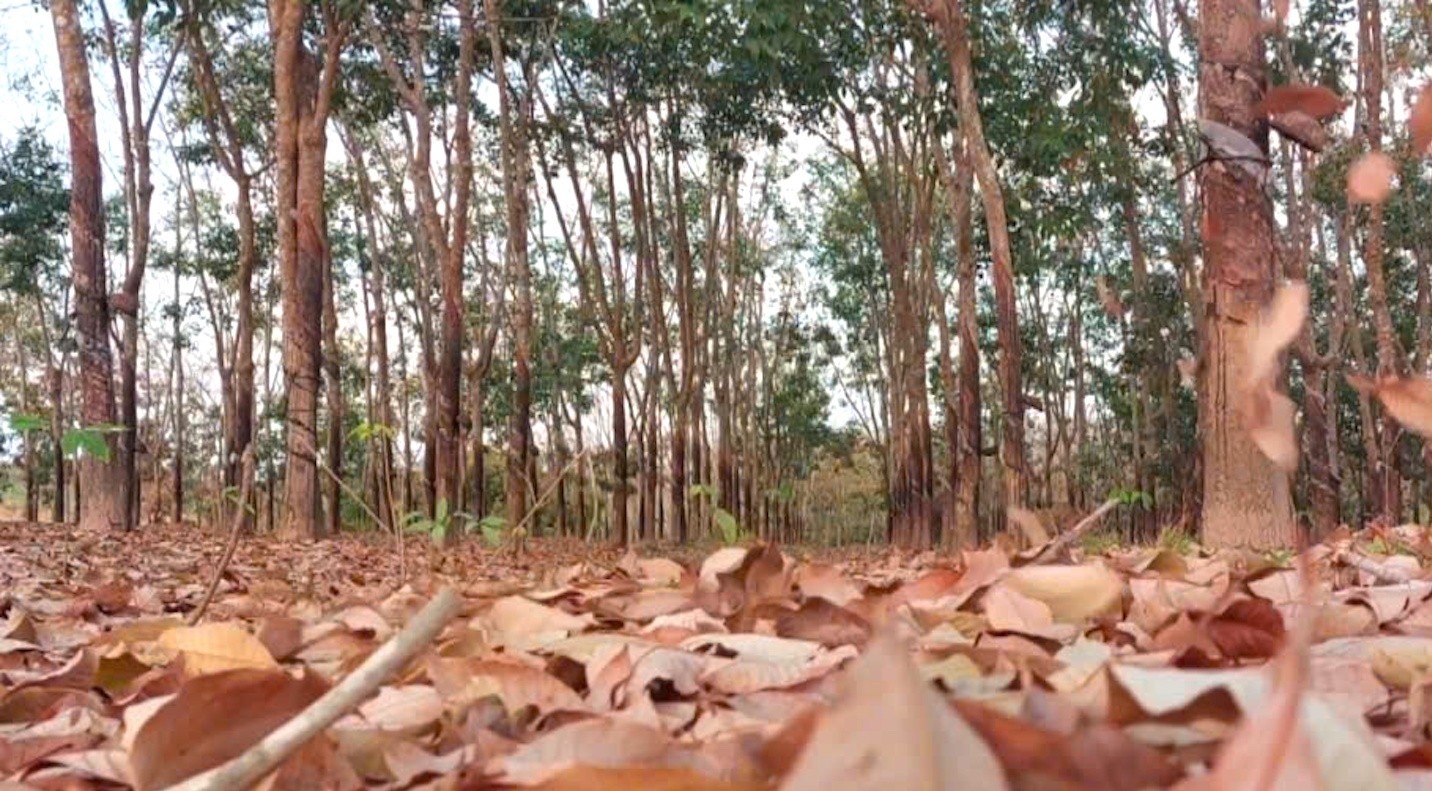 Rừng cao su thay lá